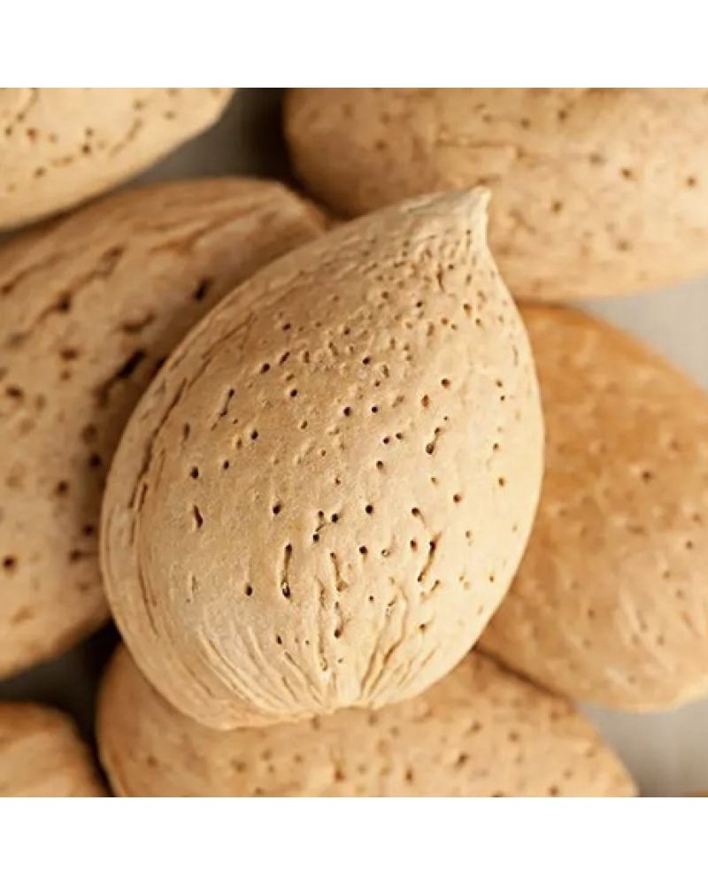 Almendras Marcona con cáscara 5kg